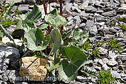 Petasites paradoxus (F166768)