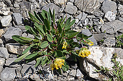 Alpen-Wundklee (Anthyllis vulneraria ssp. alpestris) (F166773)