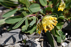 Alpen-Wundklee (Anthyllis vulneraria ssp. alpestris) (F166774)