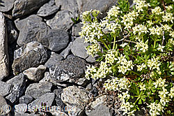Schweizer Labkraut (Galium megalospermum) (F166780)