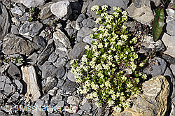 Schweizer Labkraut (Galium megalospermum) (F166782)
