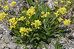 Gemeines Brillenschötchen (Biscutella laevigata) (F166783)