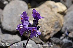 Linaria alpina (05.2020, F166787)