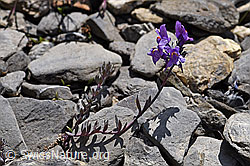 Linaria alpina (05.2020, F166788)