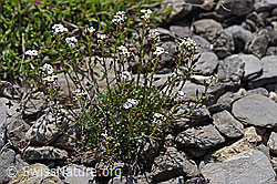 Hornungia alpina (05.2020, F166793)
