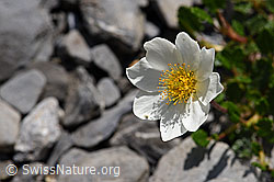 Silberwurz (Dryas octopetala) (F166797)