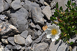 Silberwurz (Dryas octopetala) (F166799)
