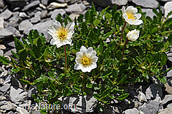 Silberwurz (Dryas octopetala) (F166801)