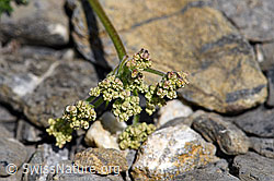 Augenwurz (Athamanta cretensis) (F166810)