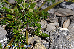 Augenwurz (Athamanta cretensis) (F166811)