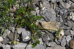 Augenwurz (Athamanta cretensis) (F166812)