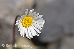 Alpenmasslieb (Aster bellidiastrum) (F166814)