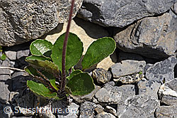 Alpenmasslieb (Aster bellidiastrum) (F166815)