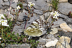 F166823: Alpenweissling an Alpen-Gämskresse