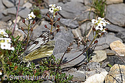 F166825: Alpenweissling an Alpen-Gämskresse