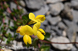 Alpen-Hornklee (Lotus alpinus) (F166832)