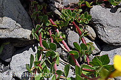 Alpen-Hornklee (Lotus alpinus) (F166833)