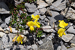 Alpen-Hornklee (Lotus alpinus) (F166834)