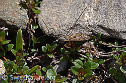 Tipula (05.2020, F166836)