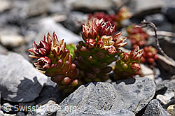 F166837: Dunkler Mauerpfeffer (Sedum atratum)