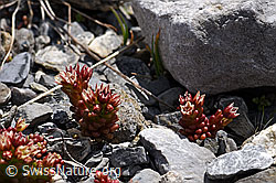 F166839: Dunkler Mauerpfeffer (Sedum atratum)