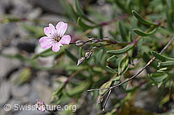 Gypsophila repens (05.2020, F166840)
