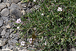 Gypsophila repens (05.2020, F166841)