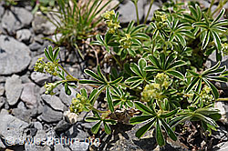 F166842: Glänzender Silbermantel (Alchemilla nitida)