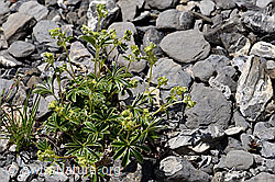 F166844: Glänzender Silbermantel (Alchemilla nitida)