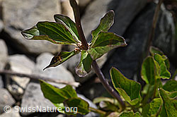 Dreiblatt-Baldrian (Valerina tripteris) (F166846)