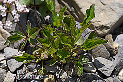 Dreiblatt-Baldrian (Valerina tripteris) (F166847)