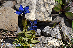 F166850: Frühlings-Enzian (Gentiana verna)