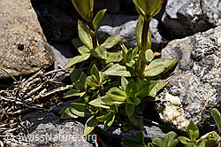 F166851: Frühlings-Enzian (Gentiana verna)
