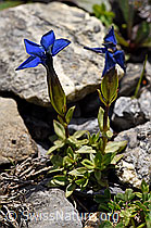 F166852: Frühlings-Enzian (Gentiana verna)