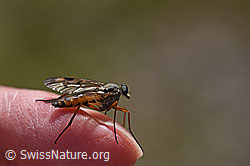 Gemeine Schnepfenfliege (Rhagio scolopaceus) (F166854)