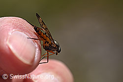 Gemeine Schnepfenfliege (Rhagio scolopaceus) (F166855)