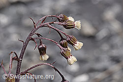 Petasites paradoxus (05.2020, F166944)