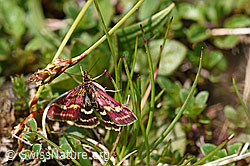 Pyrausta ostrinalis (Rüsselzünsler) (F166948)