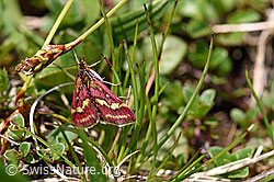 Pyrausta ostrinalis (Rüsselzünsler) (F166949)