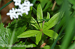 Echter Waldmeister (Galium odoratum) (F167127)
