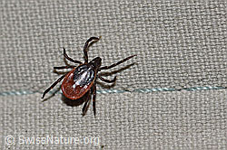 Zecke oder Gemeiner Holzbock (Ixodes ricinus) (F167293)