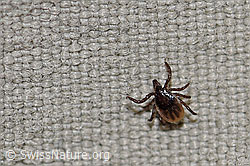 Zecke oder Gemeiner Holzbock (Ixodes ricinus) (F167295)