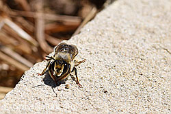 F167309: Platterbsen-Mörtelbiene (Megachile ericetorum)