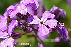 Gemeine Nachtviole (Hesperis matronalis) (F167341)