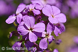 Gemeine Nachtviole (Hesperis matronalis) (F167342)