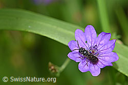 F168113: Grobpunktierte Maskenbiene (Hylaeus punctatus) auf Pyrenäen-Storchschnabel (Geranium pyrenaicum)