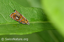 Prachtwickler (Olethreutes arcuella) (F168148)