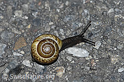 F168188: Gefleckte Schnirkelschnecke (Arianta arbustorum)