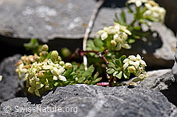 Schweizer Labkraut (Galium megalospermum) (F168260)