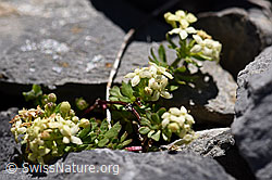 Schweizer Labkraut (Galium megalospermum) (F168261)